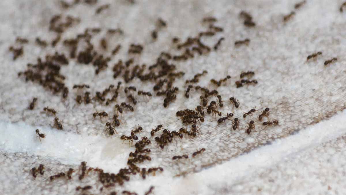 Ce mélange maison élimine une colonie de fourmis en un rien de temps  un piège redoutable