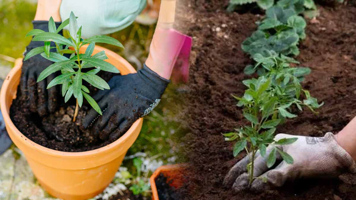 Cet engrais miraculeux que les jardiniers malins ajoutent au pied du laurier-rose pour une floraison spectaculaire