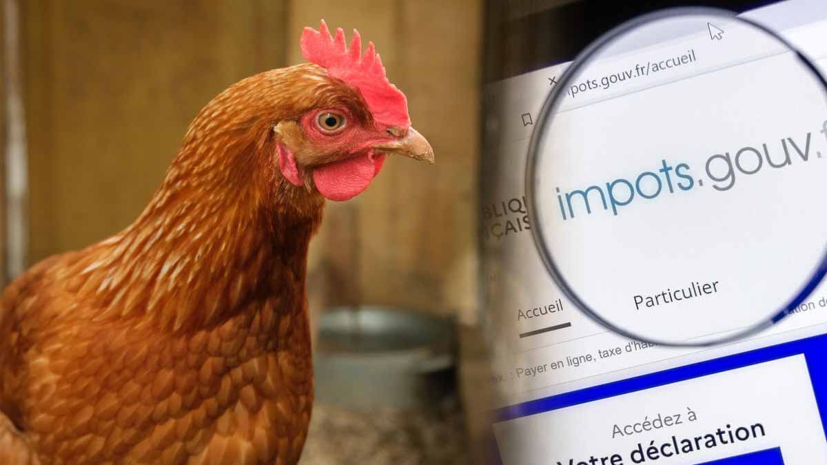 Impôts 2025 : mauvaise surprise pour les propriétaires de poules dont le poulailler dépasse cette superficie