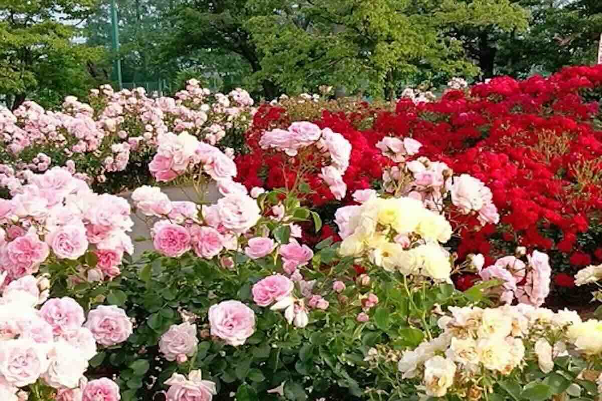 rosiers