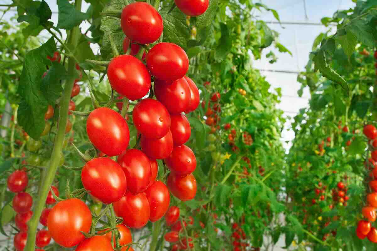 Les tomates cultivées en milieu contrôlé réduisent l’empreinte carbone