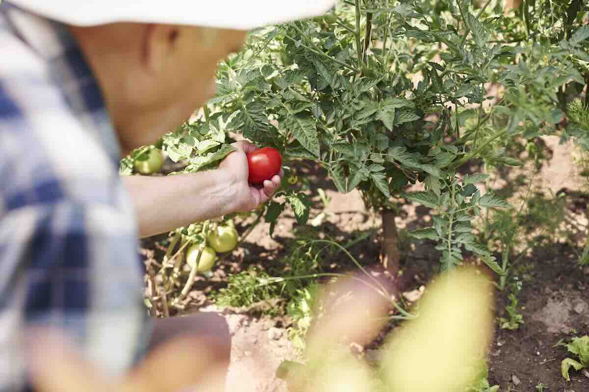 Une nouvelle variété de tomate promet de renforcer la sécurité alimentaire dans les régions arides